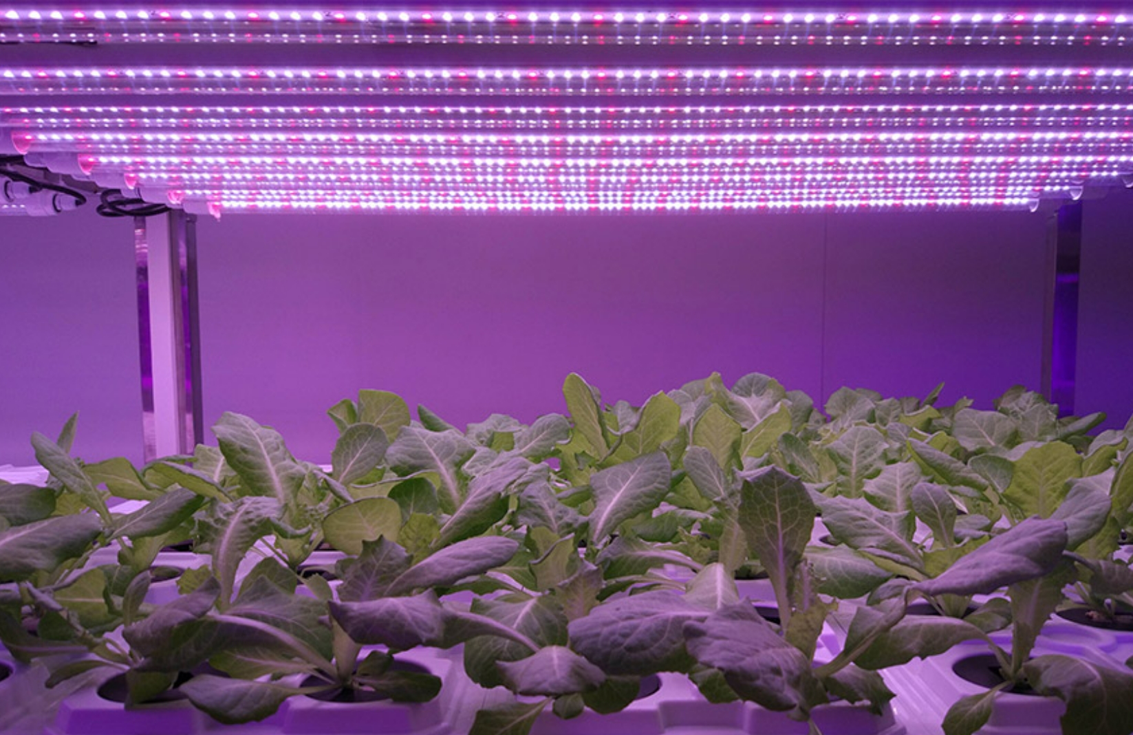 استفاده از روشنایی گیاهان LED در چین